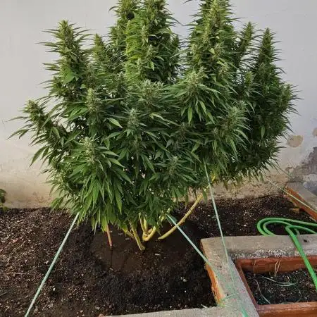 Blue Gelato 41 outdoor