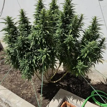 Blue Gelato 41 outdoor