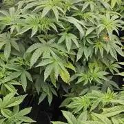 London pound cake x jealousy x zowahh