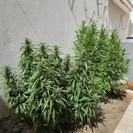 Blue Gelato 41 outdoor