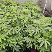 London pound cake x jealousy x zowahh