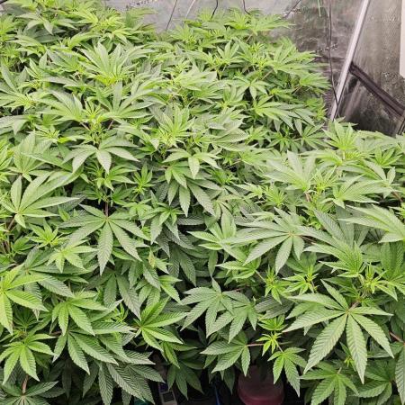 London pound cake x jealousy x zowahh