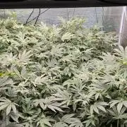 London pound cake x jealousy x zowahh