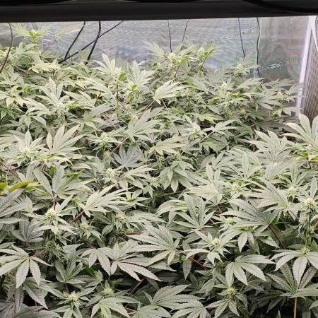 London pound cake x jealousy x zowahh