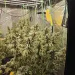 Blue Gelato 41 hydro
