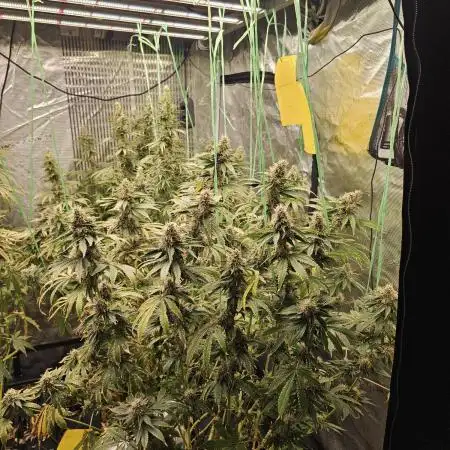 Blue Gelato 41 hydro