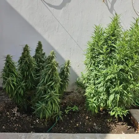 Blue Gelato 41 outdoor