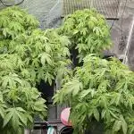 London pound cake x jealousy x zowahh