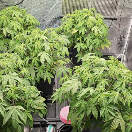 London pound cake x jealousy x zowahh