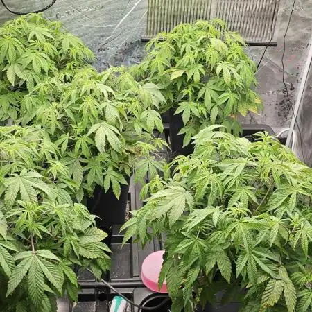 London pound cake x jealousy x zowahh