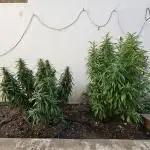 Blue Gelato 41 outdoor