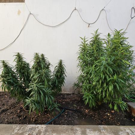Blue Gelato 41 outdoor