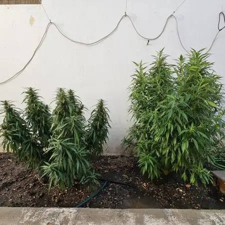 Blue Gelato 41 outdoor