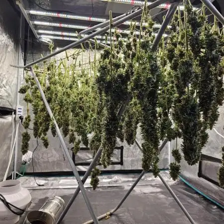 Blue Gelato 41 hydro