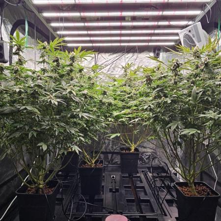 London pound cake x jealousy x zowahh