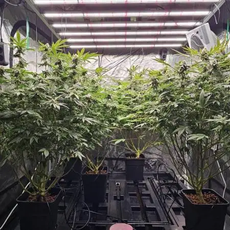 London pound cake x jealousy x zowahh