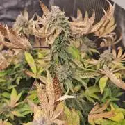 London pound cake x jealousy x zowahh