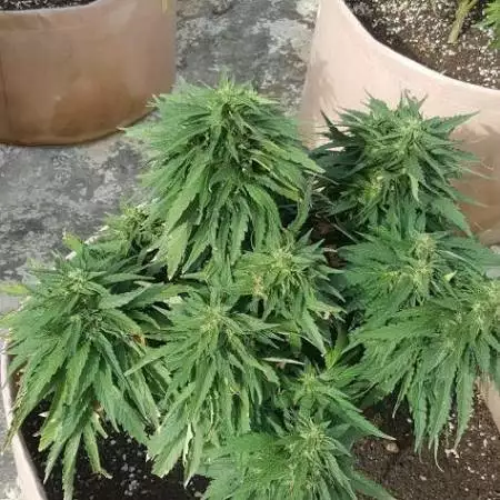 Mango Sapphire 2019 Outdoor Grow