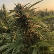 Libido - CBD Only (Trilogene Seeds)