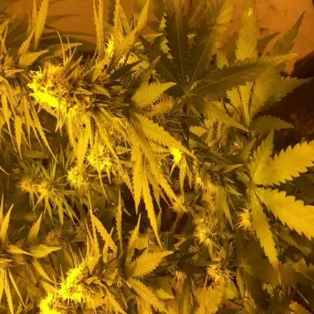 Medical homegrow