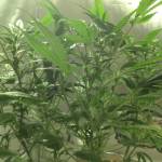 Micro Grow Auto Skullnesia