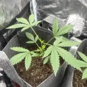 Small 2x2