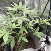 Small 2x2