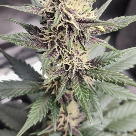 Banana Purple Punch 🥊