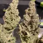 Lemon pie & gelato auto 