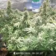 Dutch Blue Automatic