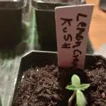 Lemon Cream Kush-sprout to harvest