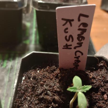 Lemon Cream Kush-sprout to harvest