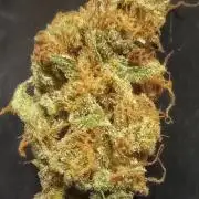 Dutch Blue Automatic