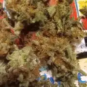 Dutch Blue Automatic