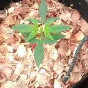 Mega Powerplant Automatic