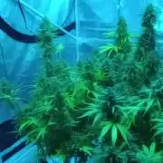 Dutch Blue Automatic
