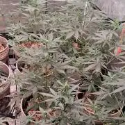 Mega Powerplant Automatic
