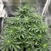 Gohstberry