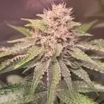 Citrus