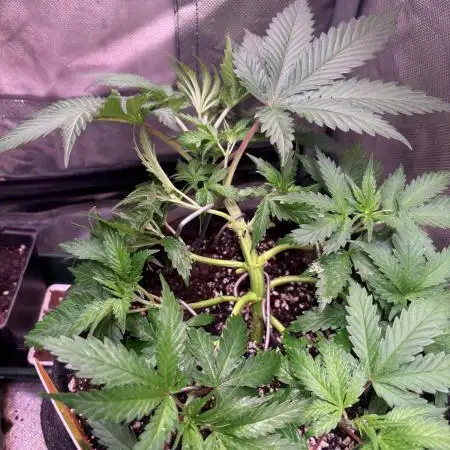 Gohstberry