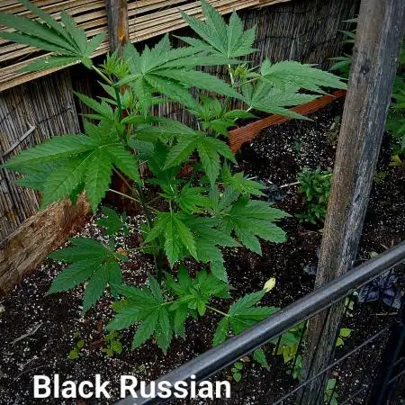 Delicious Outdoor Growing Contest 2025