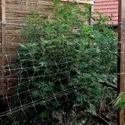 Outdoor 26// Alpskush- Swisscannabinoid