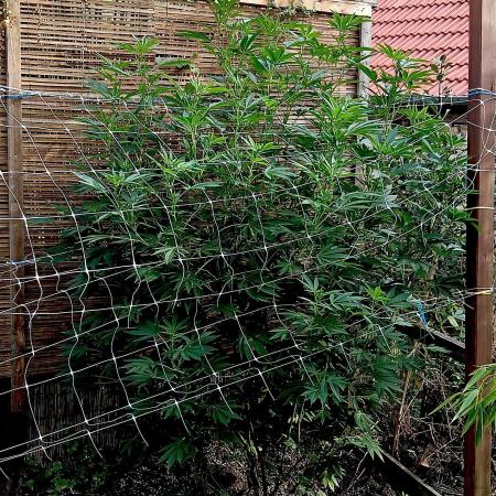 Outdoor 26// Alpskush- Swisscannabinoid