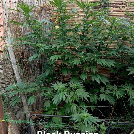 Delicious Outdoor Growing Contest 2025