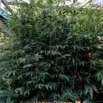 OUTDOOR 25 - the beloved Honey Cream