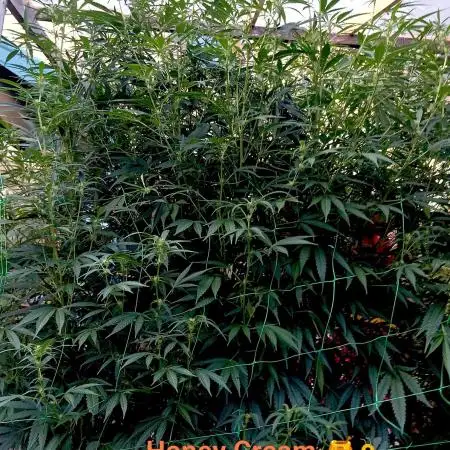 OUTDOOR 25 - the beloved Honey Cream