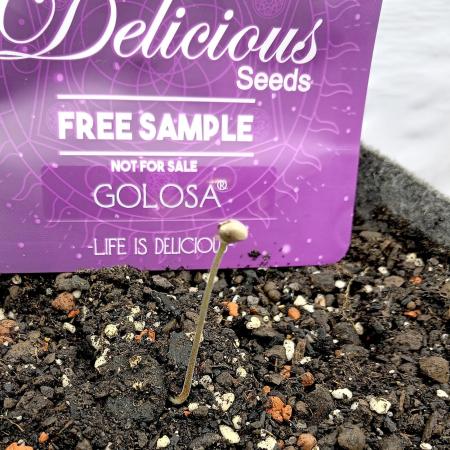 Delicious Golosa