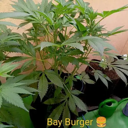 Autopot+Biotabs vs. Photoperiods #3