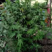 Outdoor 26// Hippieweed +Honey Cream
