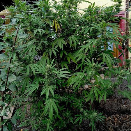 Outdoor 26// Hippieweed +Honey Cream